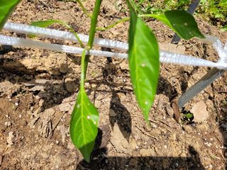 왕초보보안관님의 고추 · 병해충상담 작성글 사진