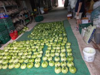 대원농장님의 호박 · 자유게시판 작성글 사진