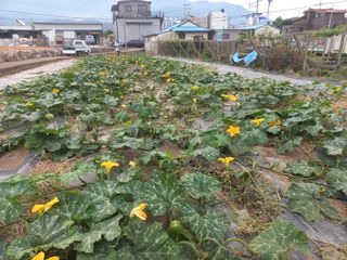 대원농장님의 호박 · 자유게시판 작성글 사진