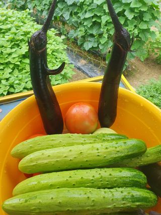 인생은 소풍처럼님의 오이 · 자유게시판 작성글 사진