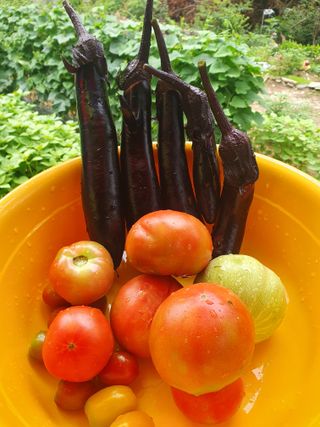 인생은 소풍처럼님의 오이 · 자유게시판 작성글 사진