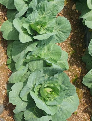 인생은 소풍처럼님의 오이 · 자유게시판 작성글 사진