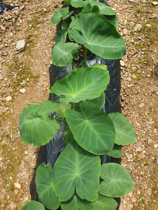 인생은 소풍처럼님의 오이 · 자유게시판 작성글 사진