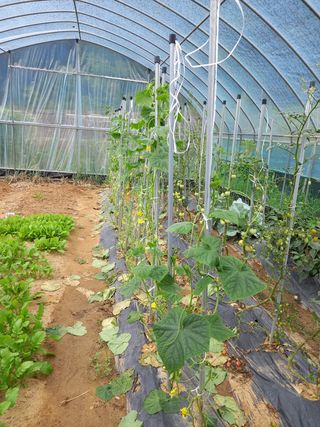 고추농사님의 오이 · 영농일지 작성글 사진