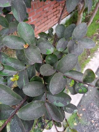 정태규님의 팜모닝 병해충 연구회 · 병해충상담 작성글 사진