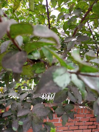 정태규님의 팜모닝 병해충 연구회 · 병해충상담 작성글 사진