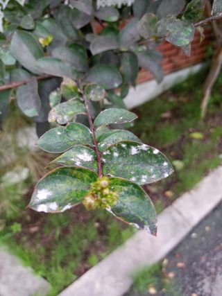 정태규님의 팜모닝 병해충 연구회 · 병해충상담 작성글 사진