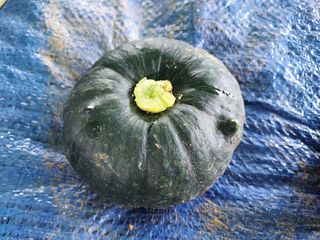 행복한 우아농장님의 호박 · 병해충상담 작성글 사진