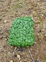 팜모닝 들깨·자유게시판 게시글 이미지