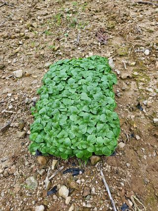 서상진님의 들깨 · 자유게시판 작성글 사진