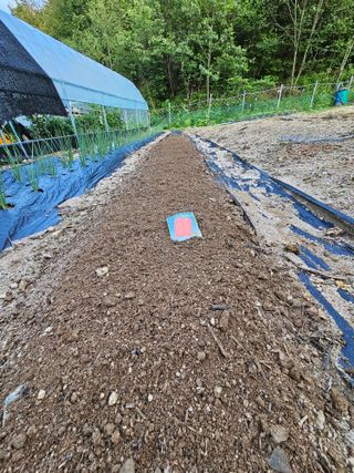 서상진님의 들깨 · 자유게시판 작성글 사진