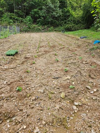 서상진님의 들깨 · 자유게시판 작성글 사진
