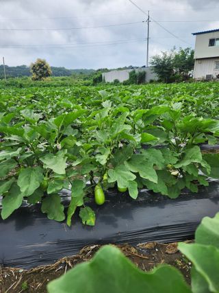 충골 가님의 기타작물 · 자유게시판 작성글 사진