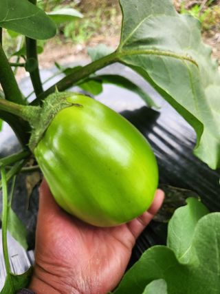 충골 가님의 기타작물 · 자유게시판 작성글 사진