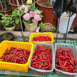 이※경님의 고추 · 수확 작성글 사진