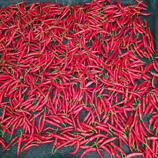 이※경님의 고추 · 수확 작성글 사진