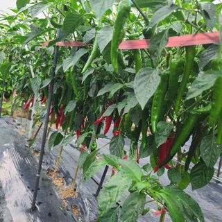 이※경님의 고추 · 수확 작성글 사진