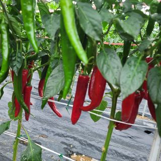 이※경님의 고추 · 수확 작성글 사진