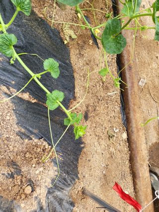 Lordgim님의 기타작물 · 병해충상담 작성글 사진