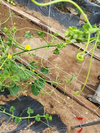 Lordgim님의 기타작물 · 병해충상담 작성글 사진