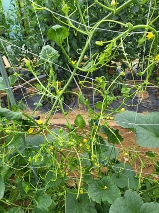 Lordgim님의 기타작물 · 병해충상담 작성글 사진