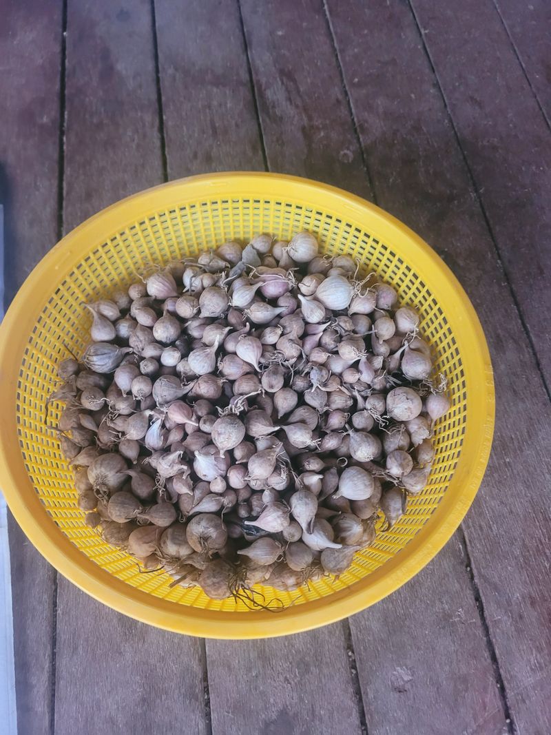 장터 상품 [홍산마늘 1세대] 썸네일