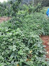 팜모닝 복숭아·영농일지 게시글 이미지