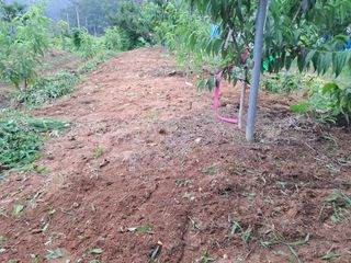 조명희님의 복숭아 · 영농일지 작성글 사진