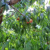 팜모닝 복숭아·자유게시판 게시글 이미지