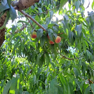 감17942님의 복숭아 · 자유게시판 작성글 사진