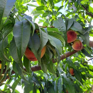 감17942님의 복숭아 · 자유게시판 작성글 사진