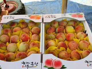 박원용님의 복숭아 · 자유게시판 작성글 사진