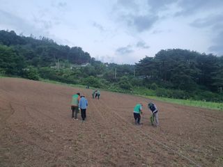 강원도 횡성군님의 들깨 · 자유게시판 작성글 사진