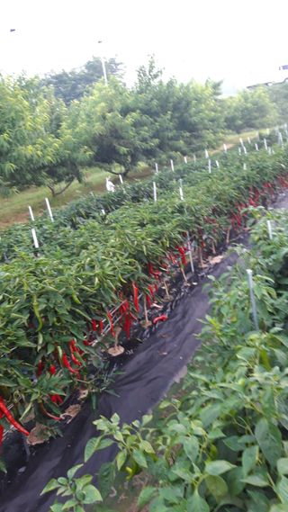 이창우님의 고추 · 일상 작성글 사진