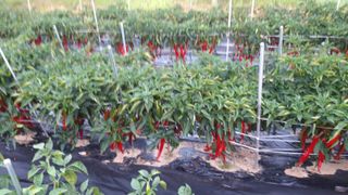 이창우님의 고추 · 일상 작성글 사진