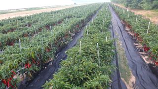 이창우님의 고추 · 일상 작성글 사진