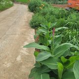 팜모닝 들깨·자유게시판 게시글 이미지