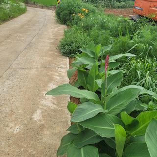 김영아님의 들깨 · 자유게시판 작성글 사진