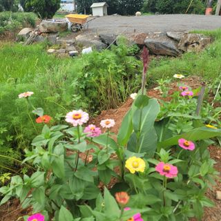 김영아님의 들깨 · 자유게시판 작성글 사진