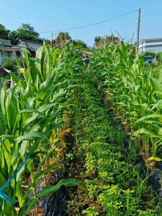 권오정님의 옥수수 · 자유게시판 작성글 사진