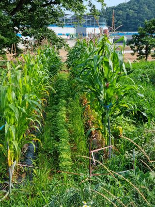 권오정님의 옥수수 · 자유게시판 작성글 사진