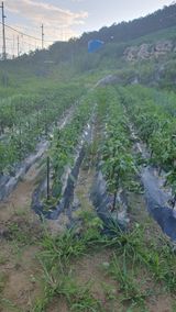 팜모닝 옥수수·영농일지 게시글 이미지