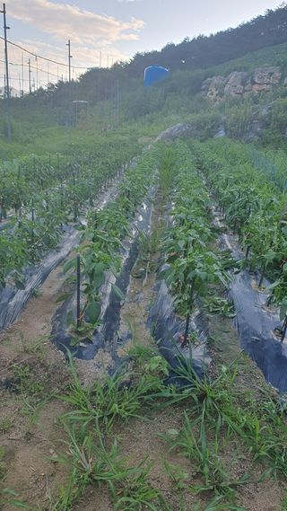강혜원님의 옥수수 · 영농일지 작성글 사진