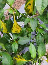 팜모닝 고추·병해충상담 게시글 이미지