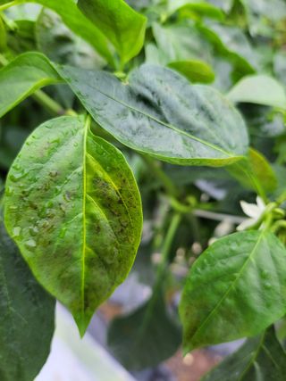 이영철님의 고추 · 병해충상담 작성글 사진