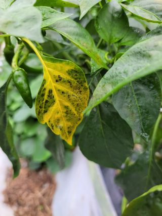 이영철님의 고추 · 병해충상담 작성글 사진