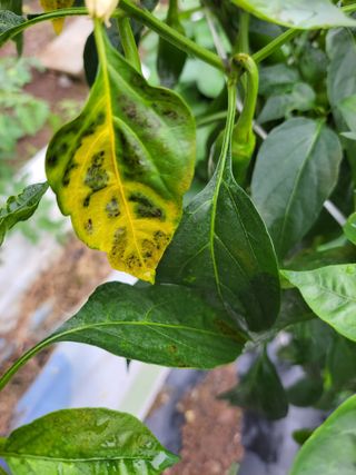 이영철님의 고추 · 병해충상담 작성글 사진