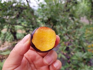 금동이네님의 기타작물 · 자유게시판 작성글 사진