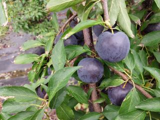 금동이네님의 기타작물 · 자유게시판 작성글 사진