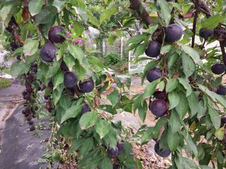 금동이네님의 기타작물 · 자유게시판 작성글 사진